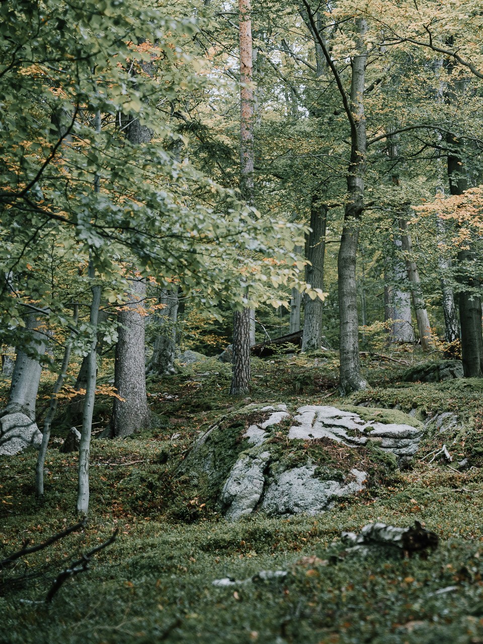 Karkonoski las — naturalny teren zawodów